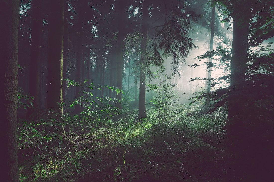 Tall trees in a quiet, sunlit forest